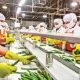 A group of workers work in a selection line of a food industry