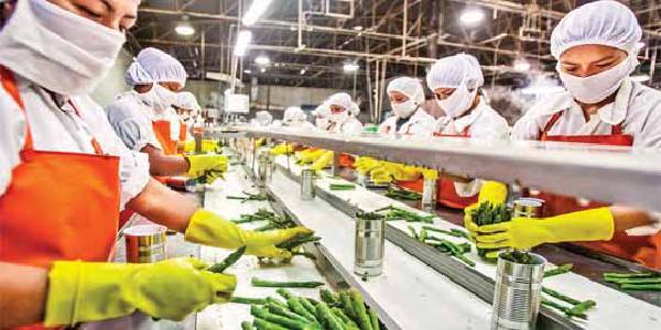 A group of workers work in a selection line of a food industry